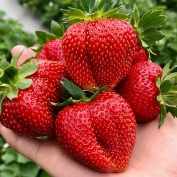 Полуниця великоплідна Брілла (касетна)