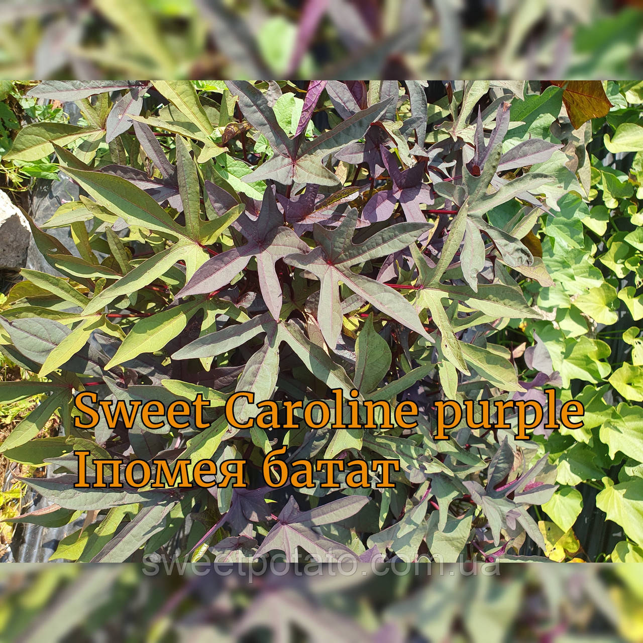 Іпомея батат Sweet Caroline purple, фото 1