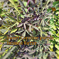 Іпомея батат Sweet Caroline purple