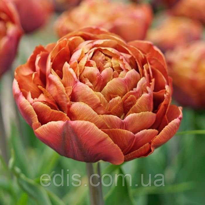 Тюльпан махровий пізній Brownie 3 цибулинки