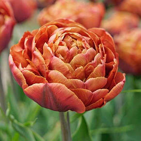 Тюльпан махровий пізній Brownie 3 цибулинки, фото 1