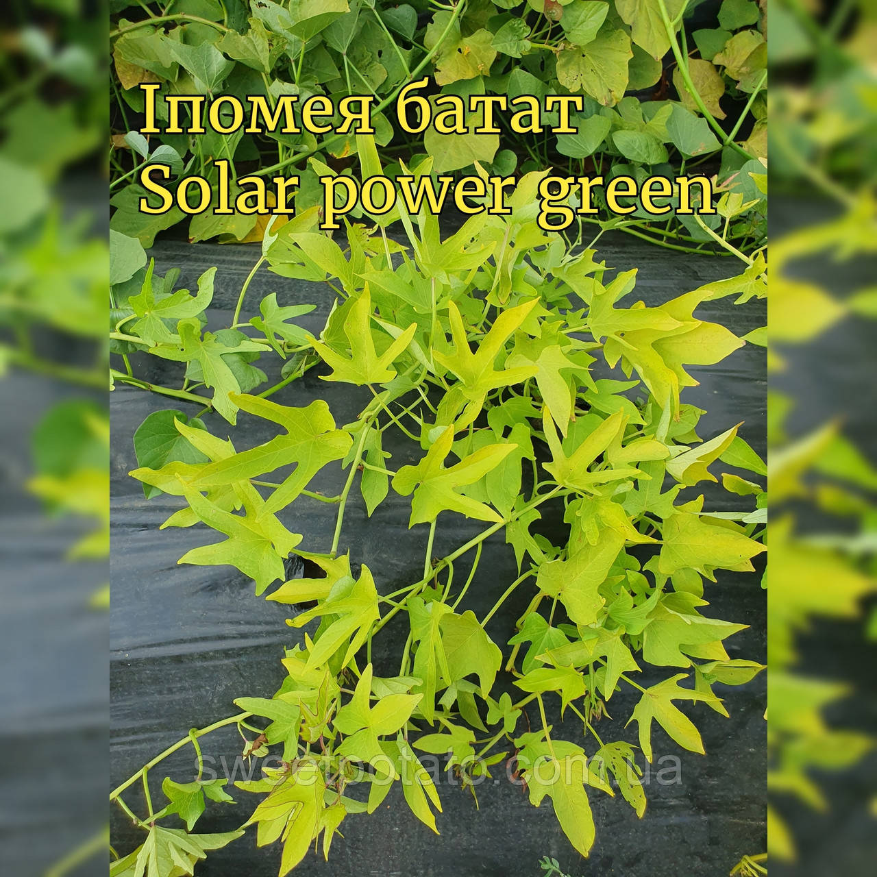 Іпомея батат Solar power green, фото 1