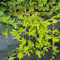 Іпомея батат Solar power green