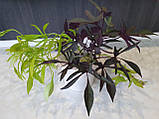 Іпомея батат Solar power green, фото 5