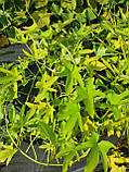 Іпомея батат Solar power green, фото 3
