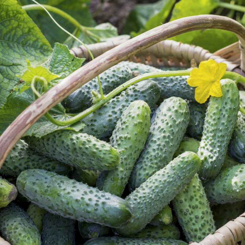 Огірок Саунд F1 10 шт, з профупаковки, Rijk Zwaan
