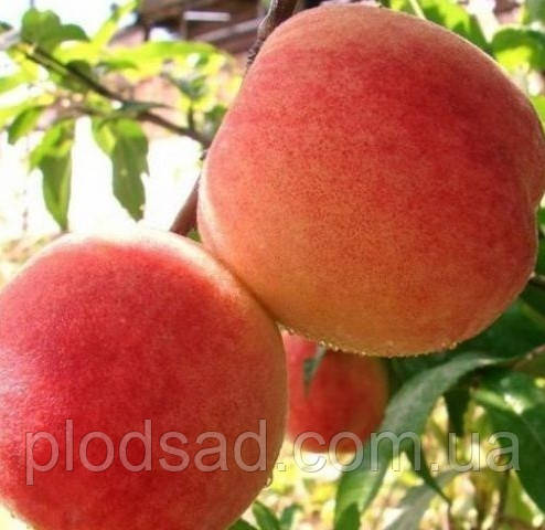 Персик Посол світу