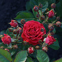 Саджанці троянд Ред Мікадо (Red Mikado)