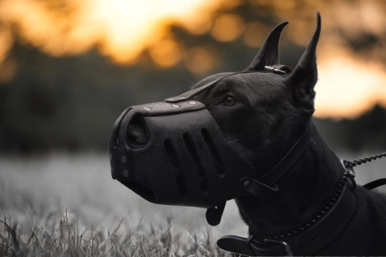 Шкіряний намордник для собак "Lockdog" чорний