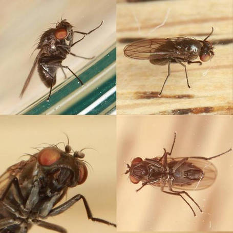 Засоби від побутових комах