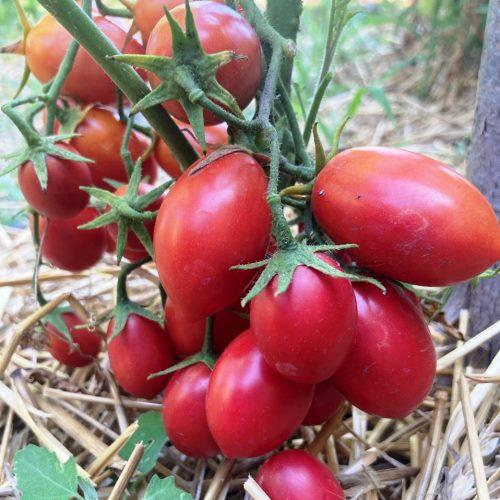 Насіння томатів Ред стоун (Для довгострокового зберігання) 15 шт (zip)