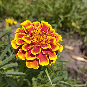 Чорнобривці Гігант біколор насіння (0,25 г), Collection, TM GL Seeds