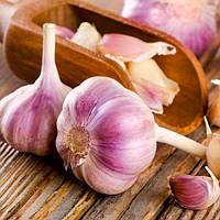 Часник посадковий Germidour  100 г