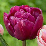 Тюльпан 1 шт низькорослий махровий Margarita (цибулини 10/11), фото 3