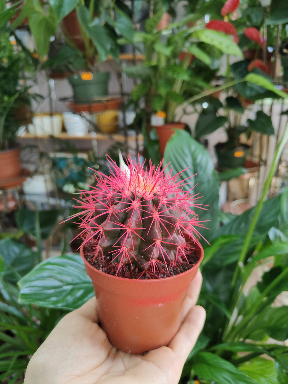 Кактус Грузон 1 шт. (горщик д.5)