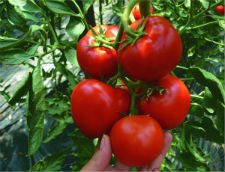 Насіння томату Кабінет F1 500 насіння напівдетермінантне