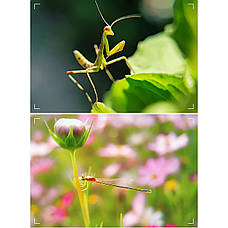 Макролінза для телефона 10X 25-50 мм Kase 10X Macro, фото 5