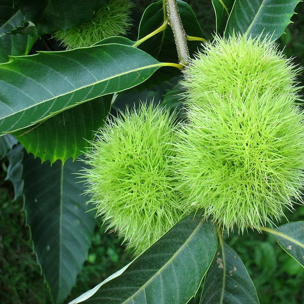 Саджанці каштану їстівного Castanea sativa 2 річні, конт. 2 л