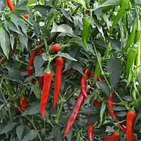 Насіння гіркого перцю Сахем F1 (Syngenta), поштучно — ранній (50-55 днів), високоврожайний