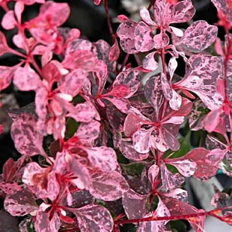 Барбарис Тунберга Pink Attraction 2 річний, Барбарис Тунберга Пінк Аттракшн, Berberis Pink Attraction, фото 1