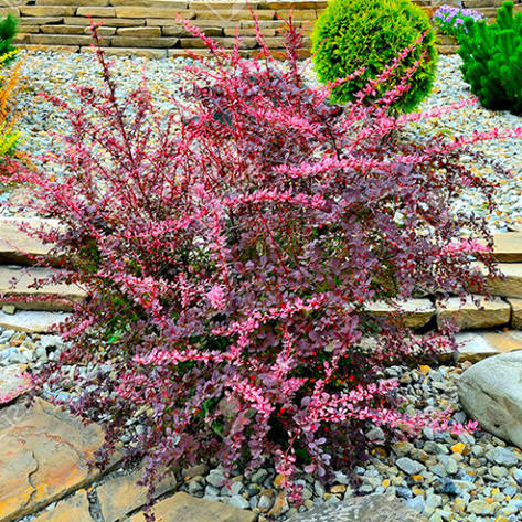 Барбарис Тунберга Pink Attraction 2 річний, Барбарис Тунберга Пінк Аттракшн, Berberis Pink Attraction, фото 3