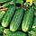 Насіння Огірок Хрустик F1 5г ,ТМ Урожай, фото 3