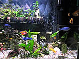 Sylvania Aquastar 24W/T5 10000K Т5 G5 імітує тропічний спектр (Німеччина), фото 3