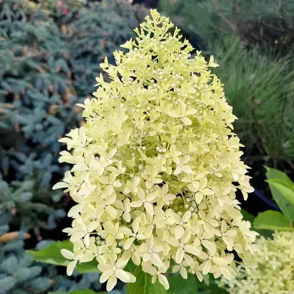 コーラルSP Искусственный коралл Blue Treasure HZY 248 10х10х3 см