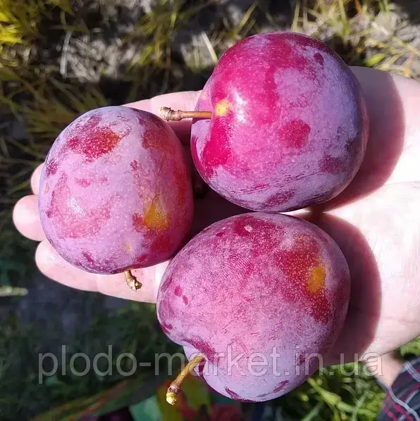 "Імперіал" Слива Колоновидна, фото 1