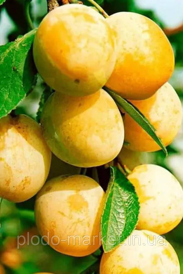 Слива колоновидна Біла Медова (рання), фото 1