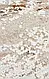 Килим  Palmira PLM 07 Cream Gold кремово-сірий прямокутний 160*230 см, фото 5