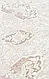 Килим  Palmira PLM 01 Cream Beige бежевий прямокутний 300*400 см, фото 5