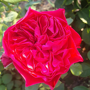 Марієтта (Marietta)