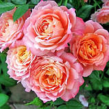 Троянда Briosa (Бріоза) штамб 80см, фото 3