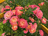 Троянда Briosa (Бріоза) штамб 80см, фото 5