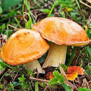 Міцелій грибів