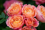 Троянда Briosa (Бріоза) штамб 80см, фото 2