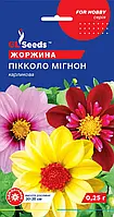 Георгіна Пікколо Мигон сорт із компактною формою куща та махровими суцвіттями d — 9 см, паковання 0,25 г