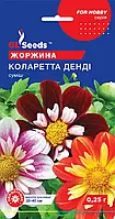 Георгіна Коларетта Денді унікальний двоколірний тип різноманітного забарвлення діаметром 8 см, паковання 0,25 г