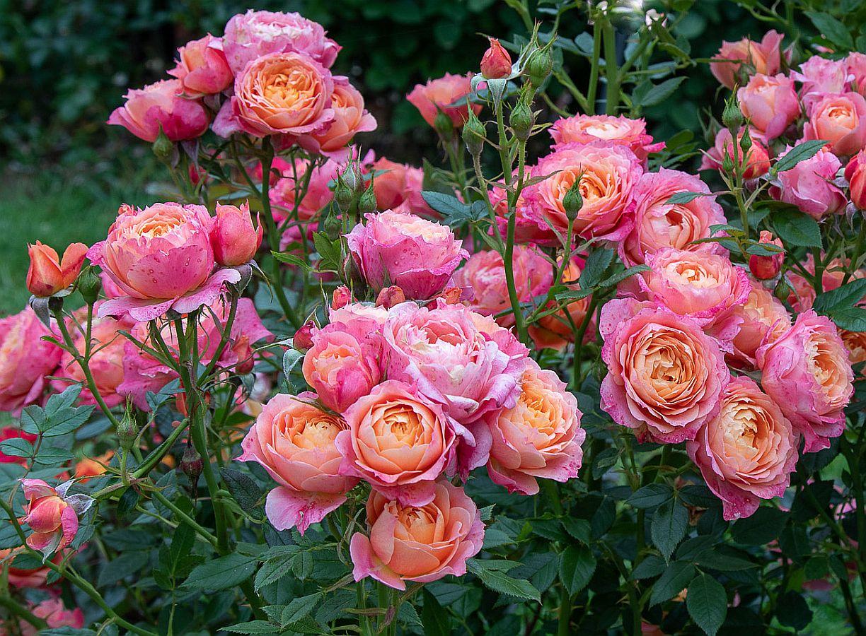 Троянда Briosa (Бріоза) штамб 80см, фото 1