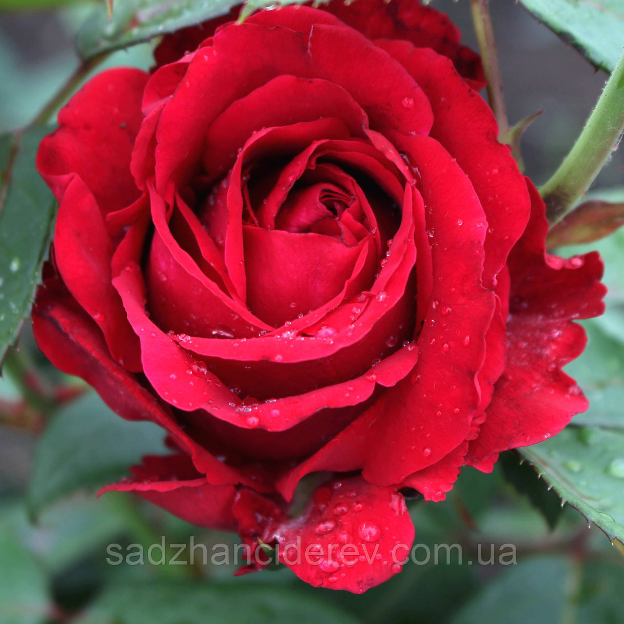 Бастықтың үлкен ілулі мүшесінің порно видеолары