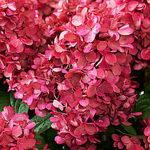Гортензія волотиста Бонфаєр / С5 / Hydrangea Bonfire, фото 3