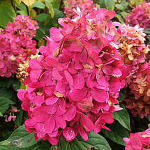 Гортензія волотиста Бонфаєр / С5 / Hydrangea Bonfire, фото 2
