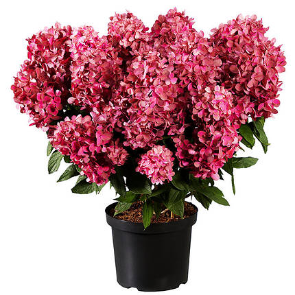 Гортензія волотиста Бонфаєр / С5 / Hydrangea Bonfire, фото 1