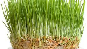 Пшениця Яра