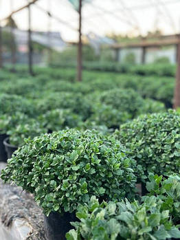 Хризантема 