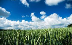 Насіння ярої пшениці/насіння ярої пшениці Елегія Миронівська (СН-1)