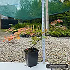 Саджанці Барбарису Тунберга Голден Рінг (Golden Ring) Р9, фото 4