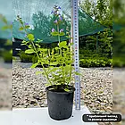 Саджанці Котовника Фассені Пурсіан Блю (Nepeta faassenii Pursian Blue) Р9, фото 4