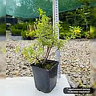 Саджанці Перстачу Саттерс Голд (Satters Gold) Р9, фото 2